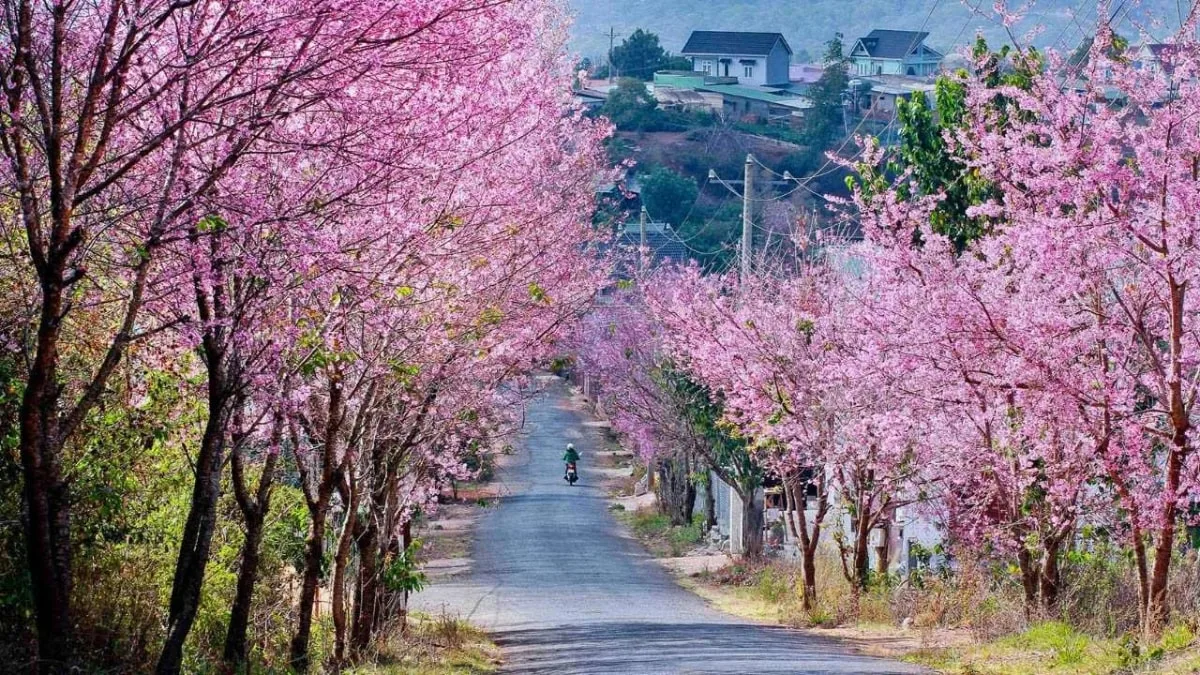 Mùa hoa Đà Lạt