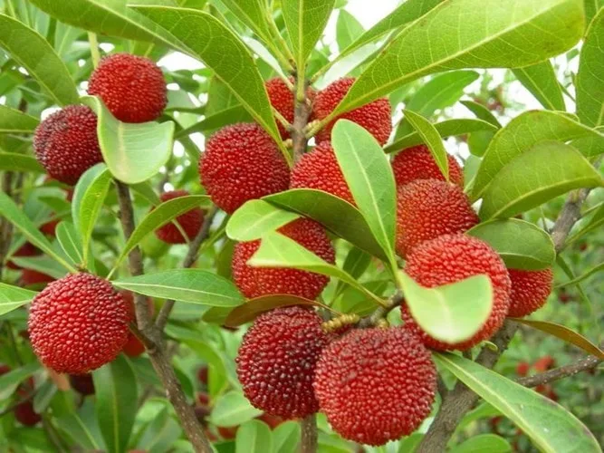Đặc sản Sapa