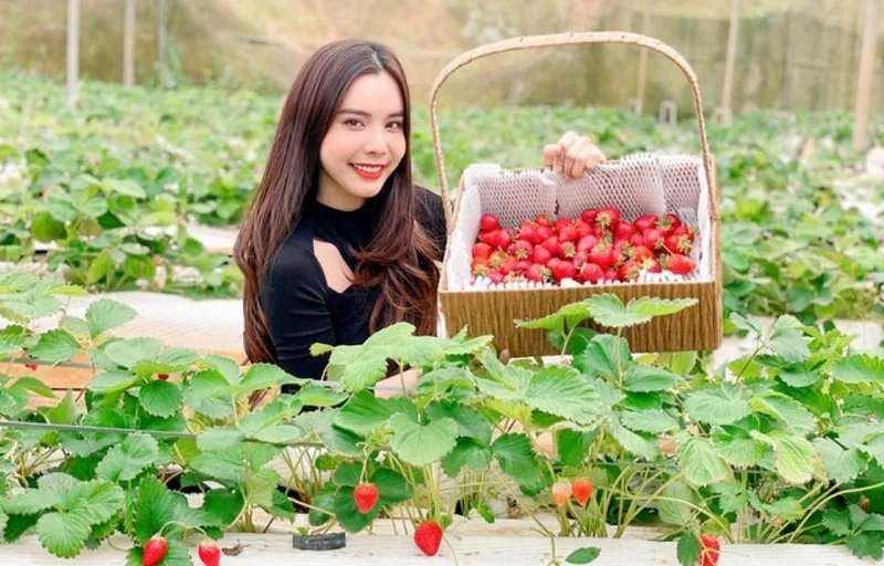 Vườn dâu Đà Lạt đẹp, chất lượng