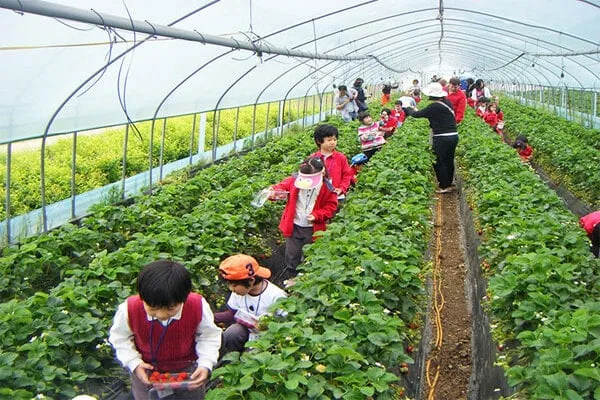 Vườn dâu Đà Lạt đẹp, chất lượng