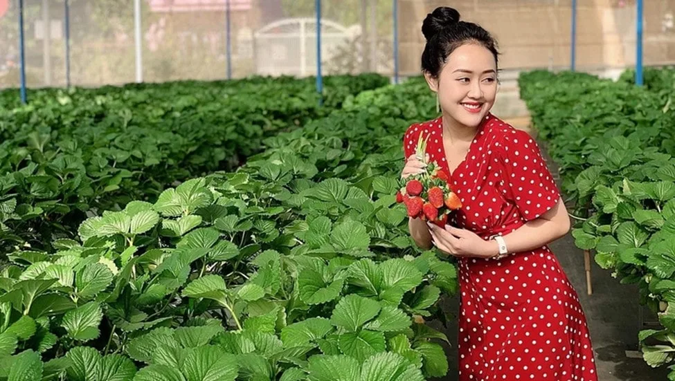 Vườn dâu Đà Lạt đẹp, chất lượng