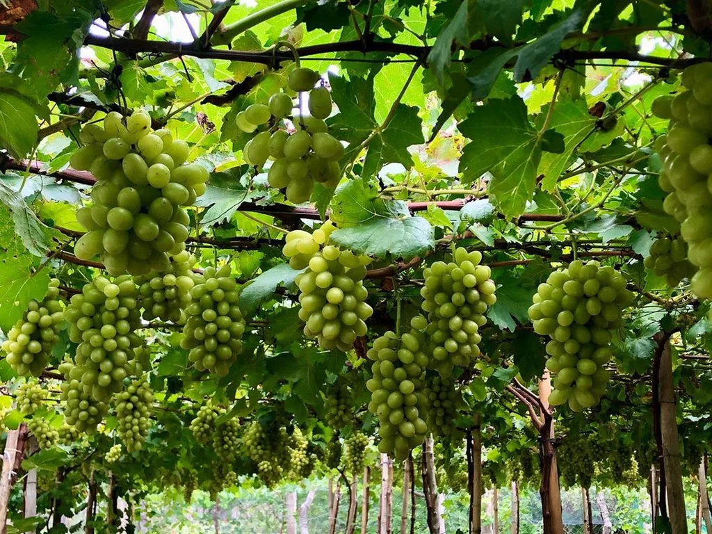 Du Lịch Bình Hưng 2N2D - Trọn Gói Mới Nhất