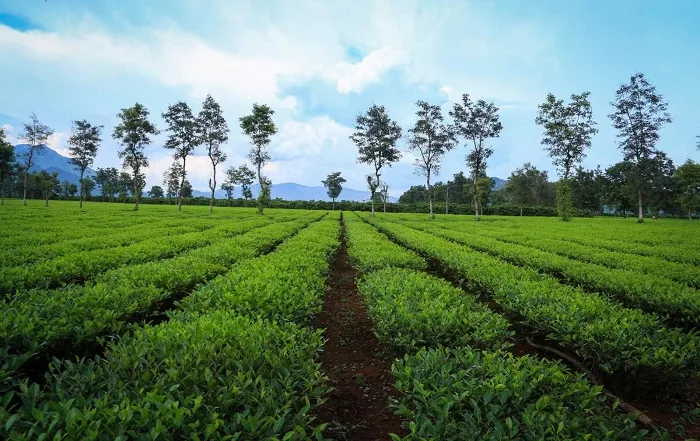Khám Phá Tây Nguyên: Tour Hồ Chí Minh - Gia Lai - Buôn Mê Thuột 3N3Đ
