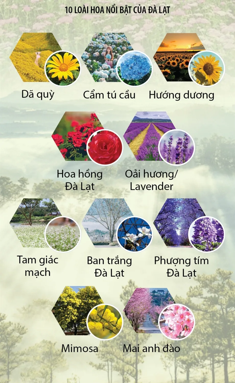 Festival Hoa Đà Lạt Lần Thứ 10 Hứa Hẹn Sự Khác Biệt Và Dấu Ấn Đặc Biệt