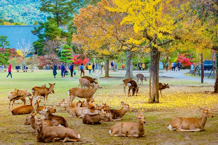 Điểm tham quan du lịch đoàn tại Nhật Bản