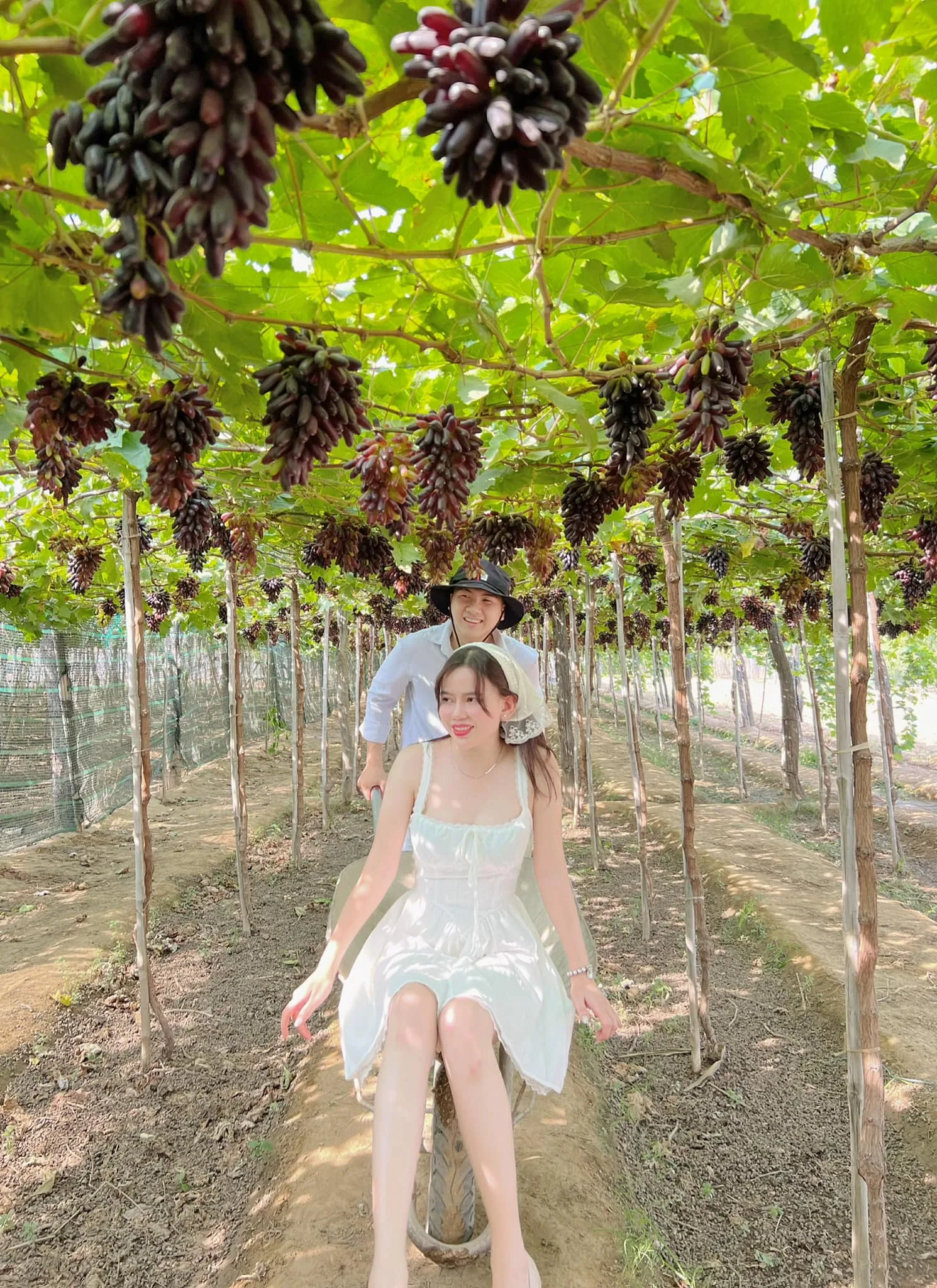 Vườn Nho Ninh Chử Đẹp Như Mơ