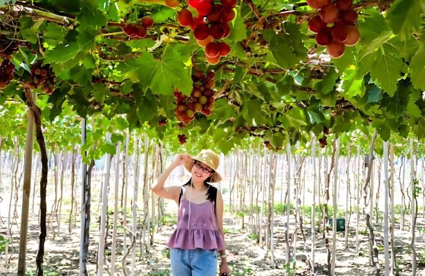 Khám Phá Top 3 Vườn Nho Ninh Chử Đẹp Như Mơ