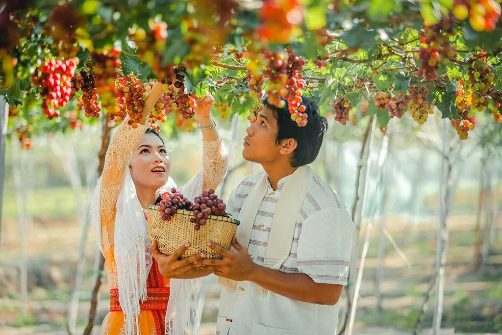 Khám Phá Top 3 Vườn Nho Ninh Chử Đẹp Như Mơ