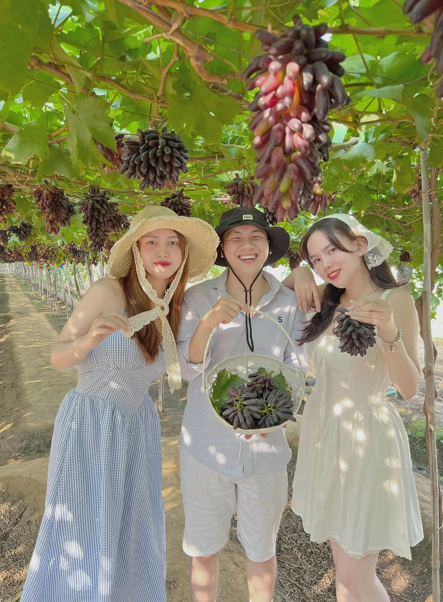 Vườn Nho Ninh Chử Đẹp Như Mơ