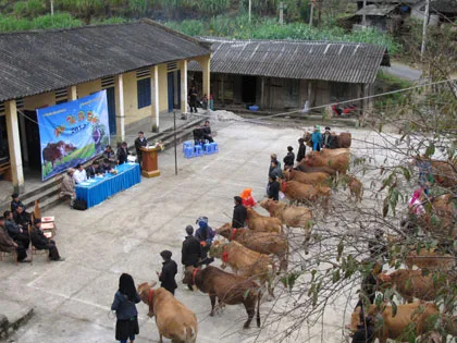 lễ hội Hoa Tam Giác Mạch Hà Giang lần thứ 10