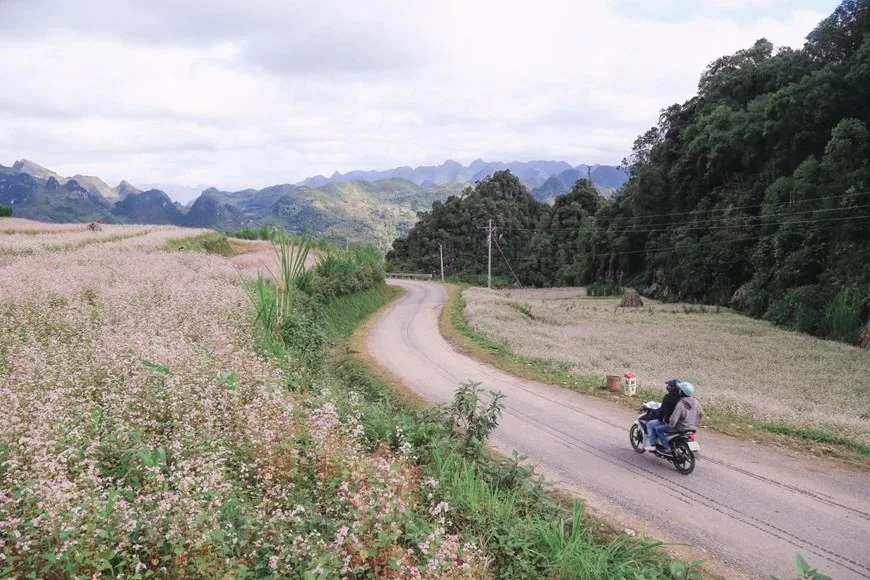 lễ hội Hoa Tam Giác Mạch Hà Giang lần thứ 10