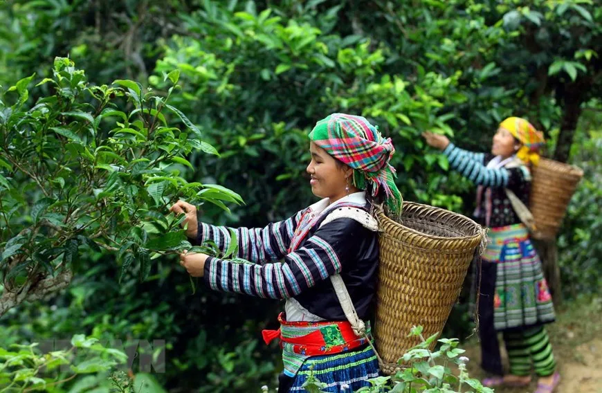 Tour Hà Giang 3N2Đ chinh phục cao nguyên đá
