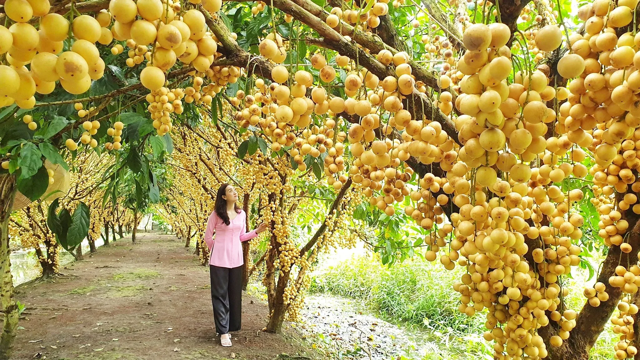 Kinh Nghiệm Đi Tour Du Lịch Miền Tây 1 Ngày: Ăn Gì Chơi Gì?