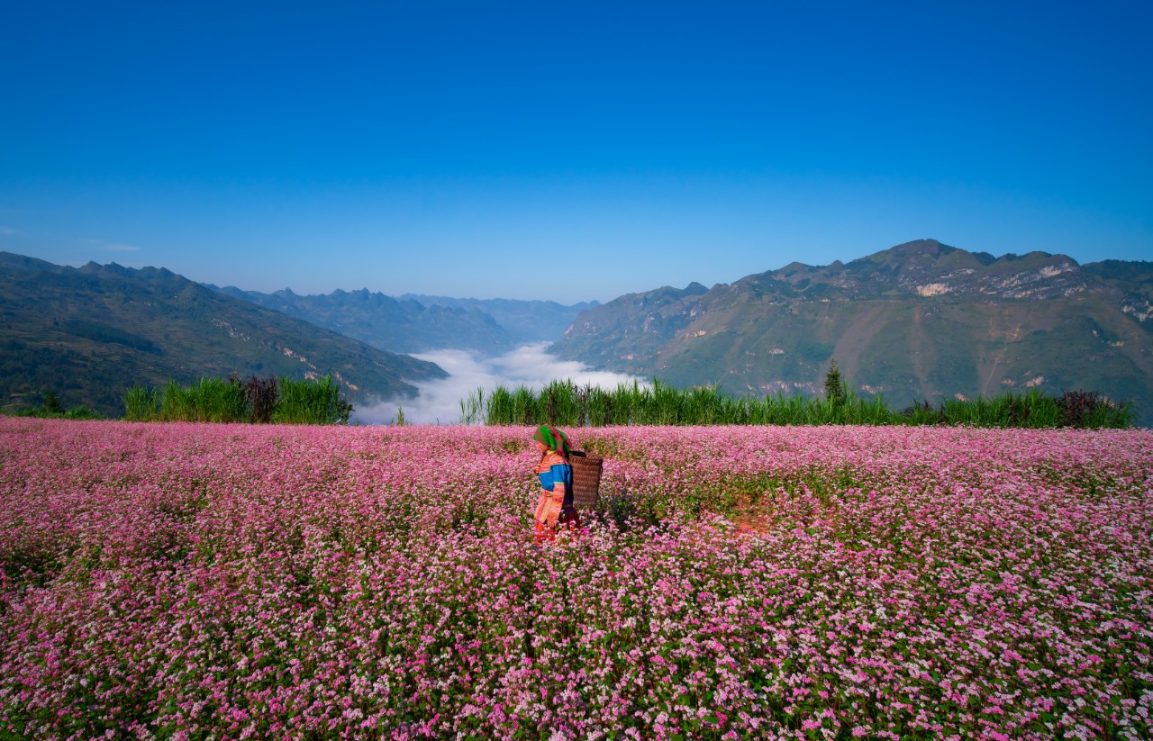 hoa-tam-giac-mach-ha-giang