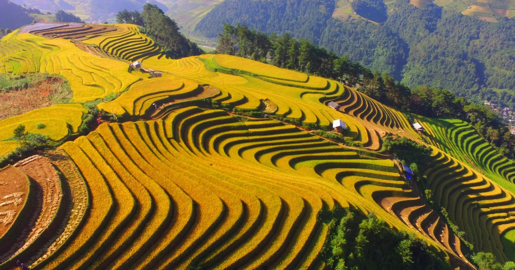 mu-cang-chai-mua-lua-chin